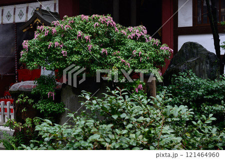素盞雄神社(すさのお神社) 素盞雄神社(すさのお神社) 121464960