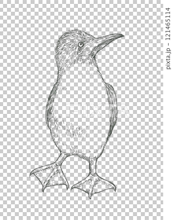 Hand drawn illustration of a gannet 121465114