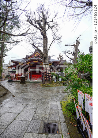 素盞雄神社(すさのお神社)子育ての銀杏 素盞雄神社(すさのお神社)子育ての銀杏 121465124