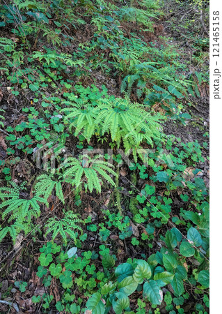 Lush Green Ferns and Clover in a South Oregon Forest 121465158