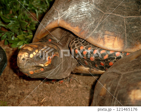 Closeup on a captive Red-footed tortoise , Geochelone carbonaria 121465176