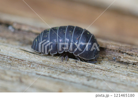 Closeup on common pill-bug woodlice, common pill-bug, Armadillidium vulgare, sitting on wood 121465180