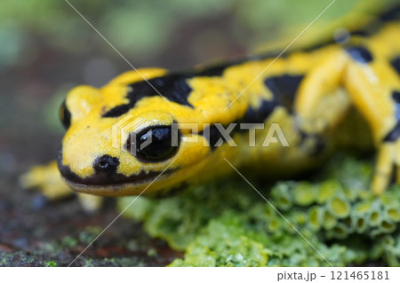 Closeup on a vibrant yellow male European fire salamander, Salamandra salamandra bernardezi on lichen covered wood 121465181