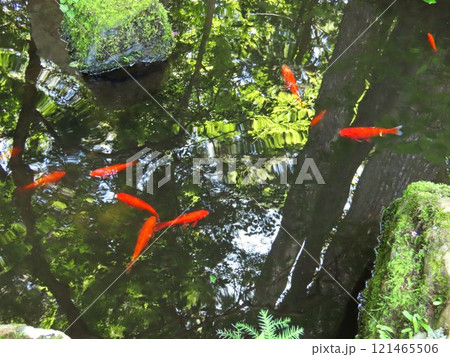池の金魚 121465506