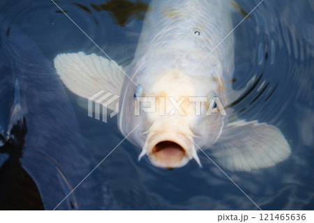 お口パックリニシキゴイ 餌の催促 冬の公園 お口パックリニシキゴイ 餌の催促 冬の公園 121465636