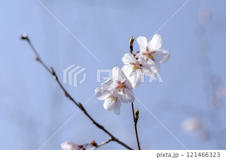 さくら さくら 121466323