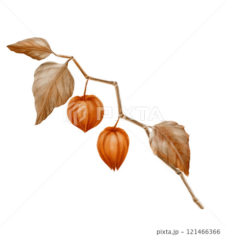 Physalis orange branch with leaves and buds in the fall colors.Decorative plant element for pumpkin harvest festival and Thanksgiving day,oktoberfest.Watercolor clipart on transparent background Physalis orange branch with leaves and buds in the fall colors.Decorative plant element for pumpkin harvest festival and Thanksgiving day,oktoberfest.Watercolor clipart on transparent background 121466366