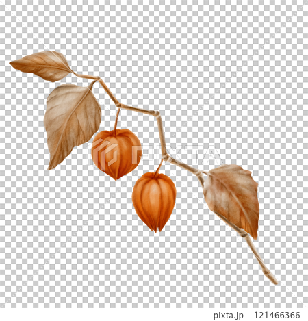 Physalis orange branch with leaves and buds in the fall colors.Decorative plant element for pumpkin harvest festival and Thanksgiving day,oktoberfest.Watercolor clipart on transparent background Physalis orange branch with leaves and buds in the fall colors.Decorative plant element for pumpkin harvest festival and Thanksgiving day,oktoberfest.Watercolor clipart on transparent background 121466366