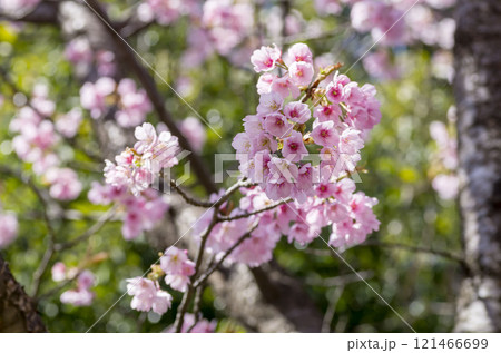 サクラ 121466699