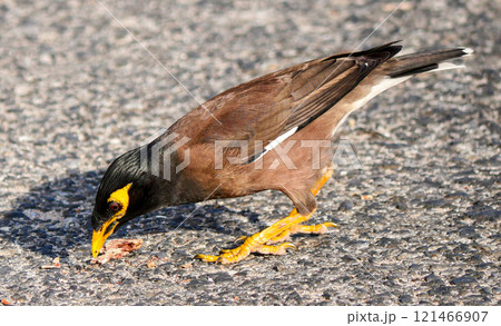 Common myna Common myna 121466907