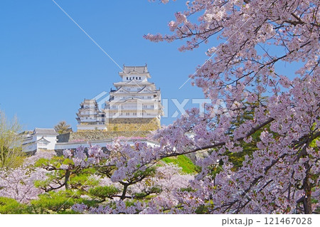 快晴の青空を背景に満開の桜咲く春の姫路城天守閣　Ver2 121467028