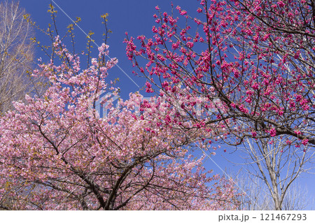 河津桜 河津桜 121467293
