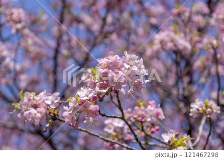 河津桜 121467298