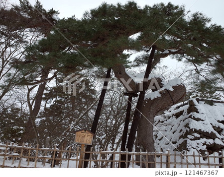 雪の鶴の松の風景_弘前城 雪の鶴の松の風景_弘前城 121467367