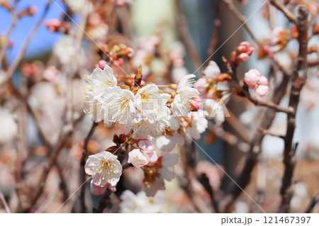 白い梅の花 白い梅の花 121467397