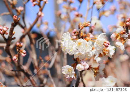 白い梅の花 121467398