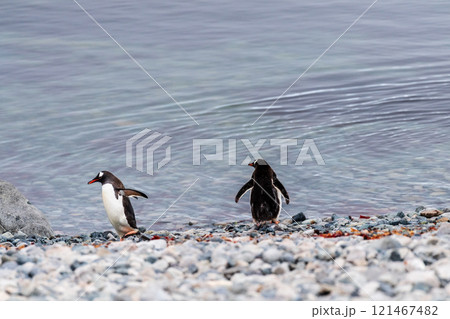 Gentoo Penguin colony on Cuverville island Gentoo Penguin colony on Cuverville island 121467482