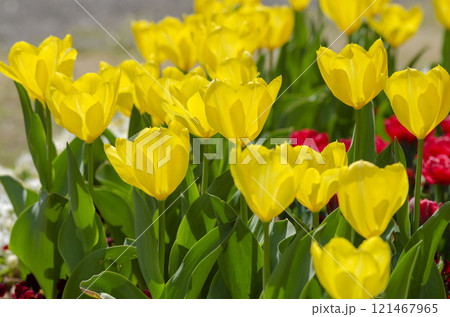 チユーリップ 121467965