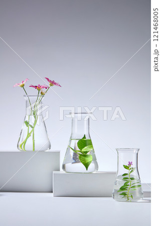 Against a bright white backdrop, frontal view of three erlenmeyer flasks containing plants such as green tea leaves and daisy branches, placed on white blocks, an empty space for displaying products. Against a bright white backdrop, frontal view of three erlenmeyer flasks containing plants such as green tea leaves and daisy branches, placed on white blocks, an empty space for displaying products. 121468005