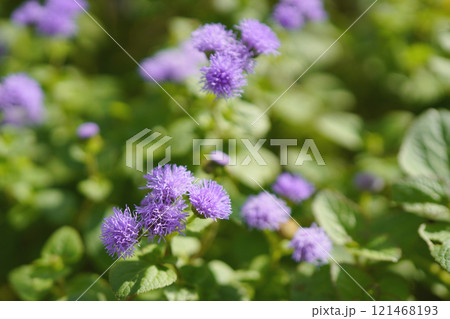 帰化植物のムラサキカッコウアザミの花...3 121468193