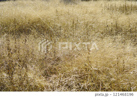 晩秋の荒れ地の枯れメヒシバなどの風景...3 晩秋の荒れ地の枯れメヒシバなどの風景...3 121468196