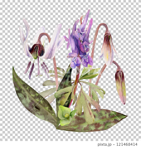 Spring forest flowers, white erythronium trout lily buds, spotted leaves, purple corydalis vetch orchid hand drawn in watercolor. Botanical isolated illustration for wedding, florist shop, stationery Spring forest flowers, white erythronium trout lily buds, spotted leaves, purple corydalis vetch orchid hand drawn in watercolor. Botanical isolated illustration for wedding, florist shop, stationery 121468414