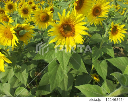秋に大輪の花を咲かせた、黄色が鮮やかなヒマワリの花 秋に大輪の花を咲かせた、黄色が鮮やかなヒマワリの花 121468434