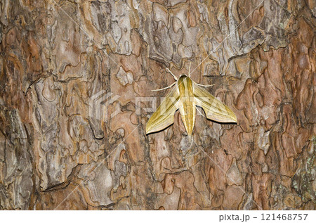 コスズメ コスズメ 121468757