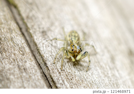 メガネアサヒハエトリ 121468971