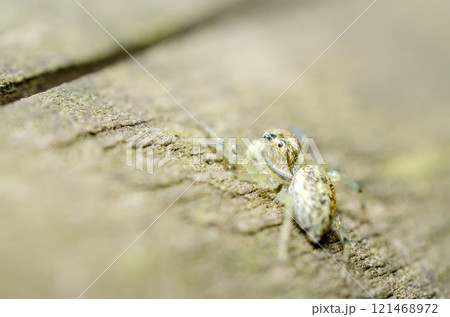 メガネアサヒハエトリ メガネアサヒハエトリ 121468972