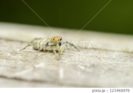 メガネアサヒハエトリ 121468976