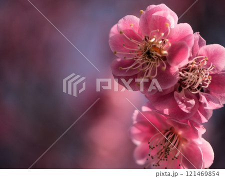 3月に咲いた紅い梅の花「江南所無(コウナンショム)」 3月に咲いた紅い梅の花「江南所無(コウナンショム)」 121469854