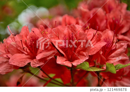 御坂山地の大石峠　真赤なヤマツツジの花 121469878
