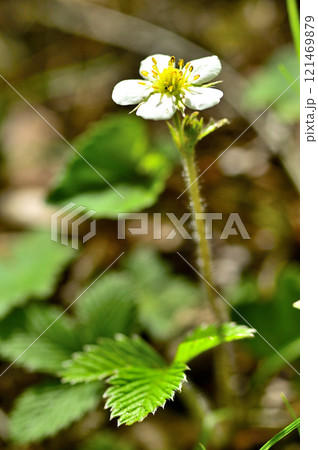 御坂山地の中藤山 シロバナノヘビイチゴ 御坂山地の中藤山 シロバナノヘビイチゴ 121469879