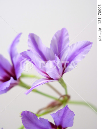 紫のリューココリネの花 紫のリューココリネの花 121470008