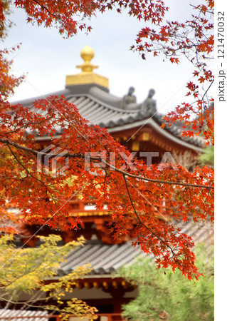 モミジと寺院（京都府・宇治市） 121470032
