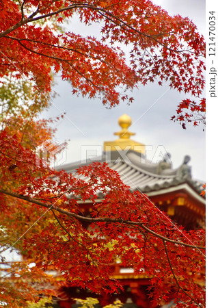 モミジと寺院（京都府・宇治市） 121470034