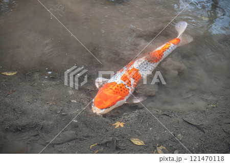 ニシキゴイ ニシキゴイ 121470118