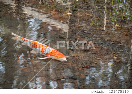 ニシキゴイ ニシキゴイ 121470119