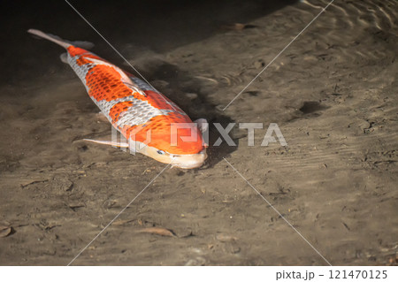 ニシキゴイ ニシキゴイ 121470125