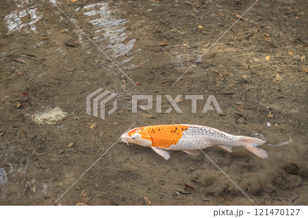 ニシキゴイ ニシキゴイ 121470127