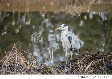 賀茂川の水辺に立つアオサギ 京都市賀茂川 賀茂川の水辺に立つアオサギ 京都市賀茂川 121470147