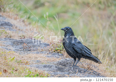 カラス（ハシボソガラス） 121470150