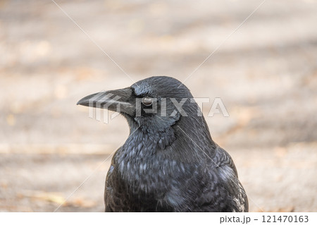 カラス（ハシボソガラス） 121470163