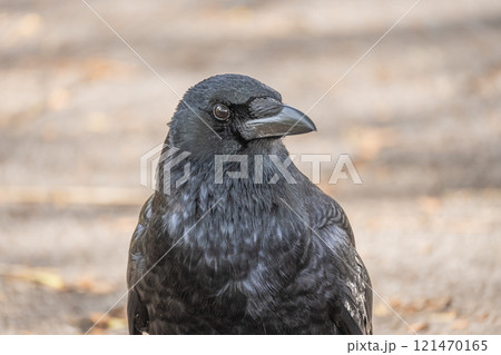 カラス（ハシボソガラス） 121470165