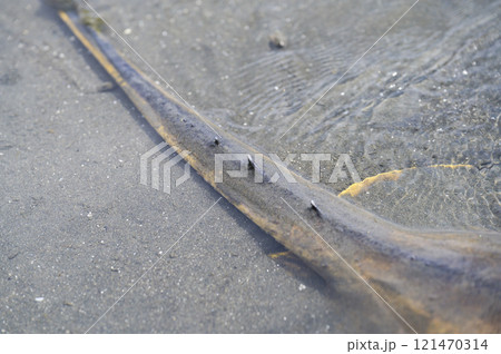 アカエイの尾棘 121470314