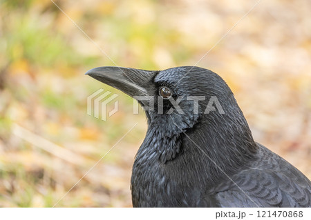 カラス（ハシボソガラス） 121470868