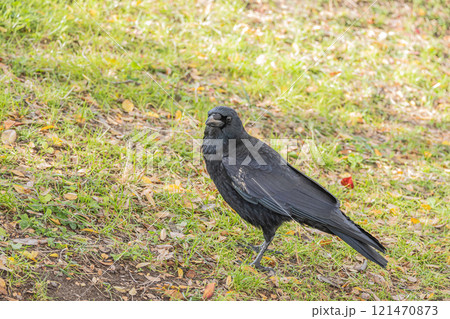 カラス（ハシボソガラス） 121470873