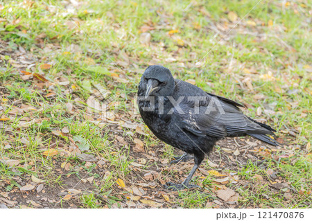 カラス(ハシボソガラス) カラス(ハシボソガラス) 121470876