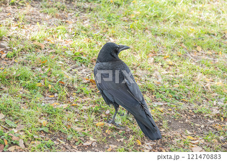カラス（ハシボソガラス） 121470883